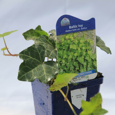 GROUND COVERS HEDERA HELIX...