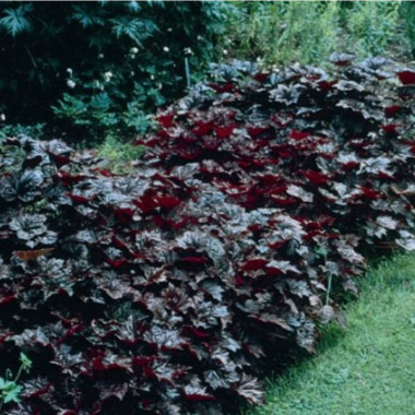 Palace Purple Coral Bells S2