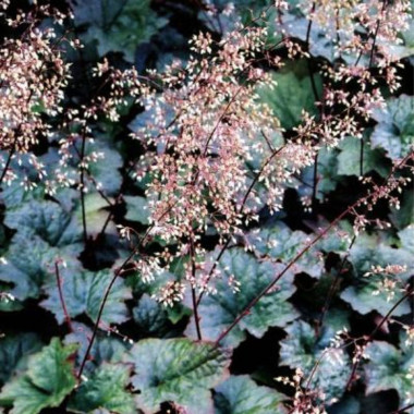 Palace Purple Coral Bells S2