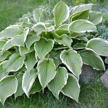 Hosta Francee