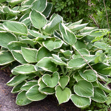 Hosta Francee