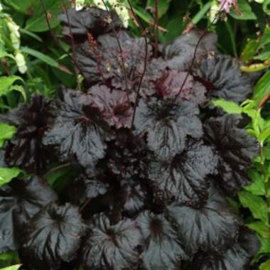 Coralbell Black Sea